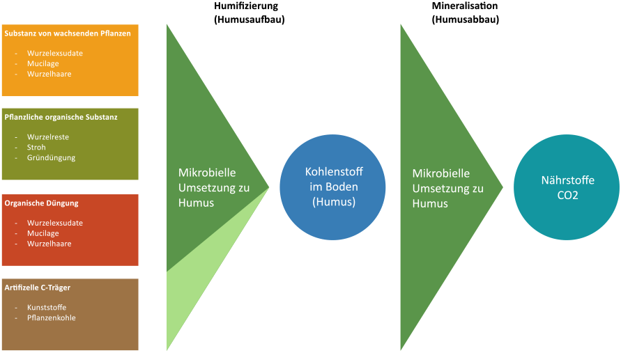 Auf- und Abbau Kohlenstoffspeicher im Boden